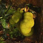 ¿Por qué comer diverso es importante?