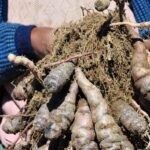 4 maneras comer algarrobo sin complicarse la vida